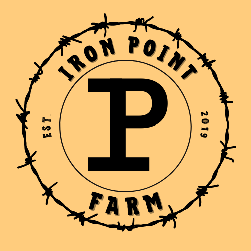 Iron Point Farm – Registered Angus Cattle